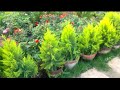 اسعار زهور نباتات اشجار فاكهه زرع نباتات زهور فاكهه اسعار زهور نباتات اشجار فاكهه زرع نباتات زهور فاكهه