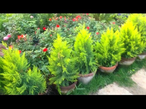 اسعار زهور نباتات اشجار فاكهه زرع نباتات زهور فاكهه