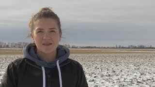Canola School: Lessons from 2017 screenshot 5