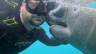 ATTACKED by a Manatee!!!!! - Crystal River