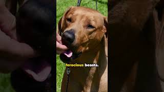 Rhodesian Ridgeback: The Lion Dog Unleashed!