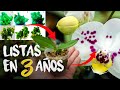 Así cultivamos nuestras Orquídeas Phalaenopsis | Finca Dracula