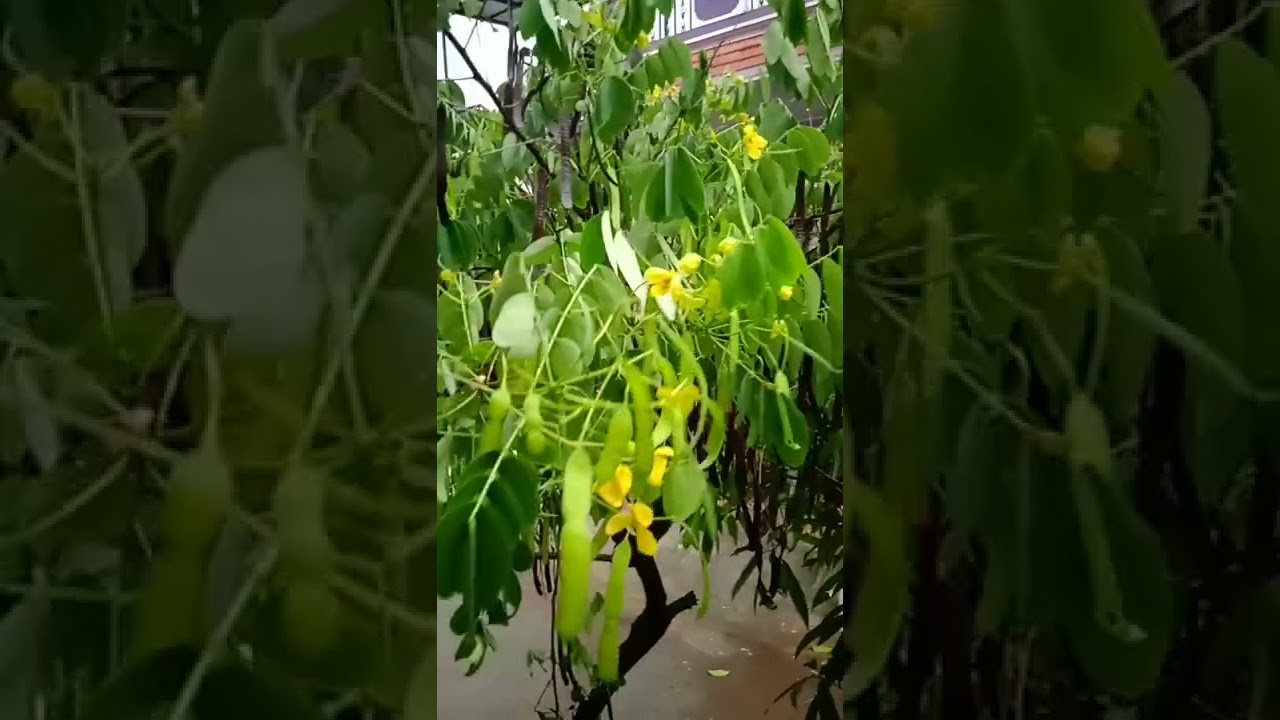 Rain Rain | cyclone |  