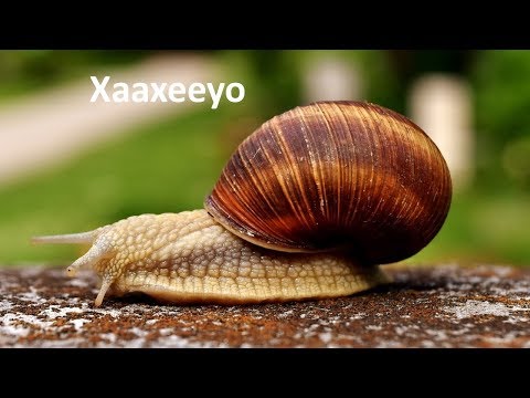 Somali; common insects and  animals: Cayayaanka & xayawaanka maalinkaste