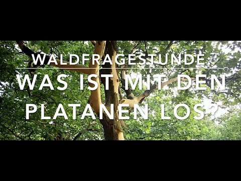 Video: Warum rinden Platanen?