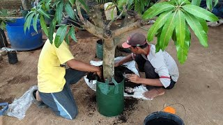 Cara pemupukan pohon cangkok