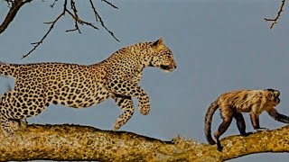 Monkey Vs Leopard