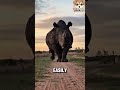 The Elephant might be bigger, but the Rhino is faster! #rhino #elephant #animals #wildlife
