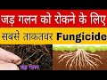 फसलों में जड़ गलन से छुटकारा पाने के लिए 5 पावरफुल फफूंदी नाशक | control root rot |