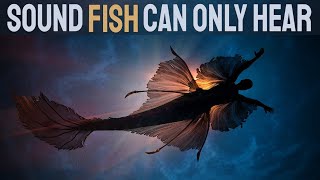 Sound Only Fish Can Hear | HQ