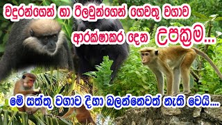 විනාශකාරි වඳුරන්ගෙන් සහ රිලවුන්ගෙන් ගෙවතු වගාව ආරක්ෂා කරගන්නා ආකාරය.