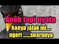 Jalak Kebo Isian Cendet Prenjak Tembak An Kenari Ciblek Mp3 - Mp4 Download