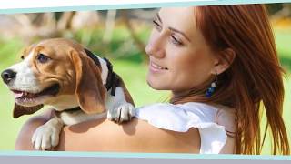 How to Train Beagle Puppy by Mark Mendoza - Dog Training Tips 273 views 5 years ago 45 seconds