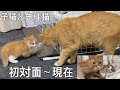 保護子猫を溺愛する先住猫【子猫成長日記#28】