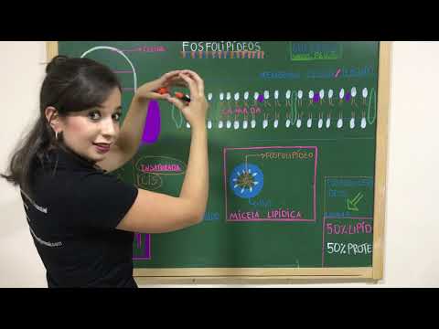Vídeo: Qual é a estrutura de um fosfolipídio?