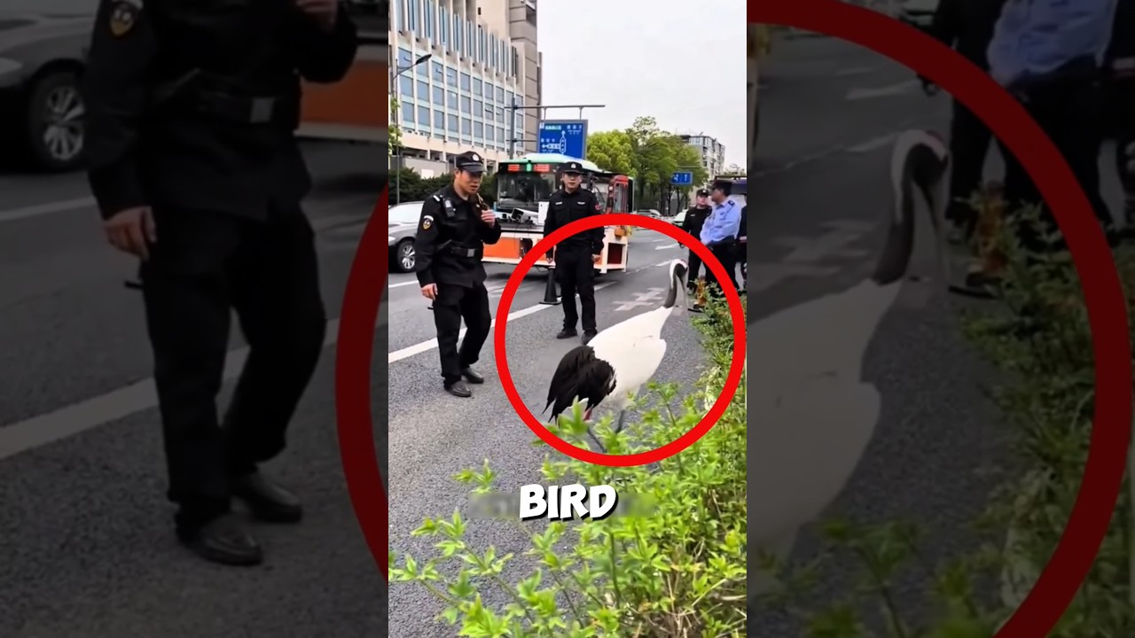 These traffic cops helped a Crane bird to safety 🕊️ ❤️ 