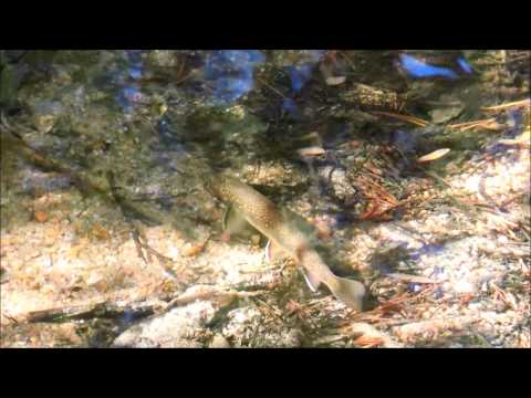 Brook Trout in Mount Whitney Portal, Inyo, California