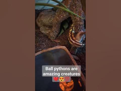 Ball python's are amazing abush predators ️😍🐍 #ballpython #python # ...