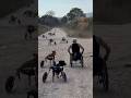 世界で一番美しい疾走、車椅子の犬たちの反乱 #犬 #感動動画 #動物保護