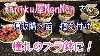 『多肉植物』19  taniku屋NonNonさん通販購入苗の植え付けです。タニラー御用達、憧れの、あのプラ鉢に植えるんです。