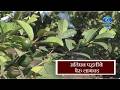 अतिघन पध्दतीने पेरु लागवड | रमेश फुलसुंदर | प्रा. भरत टेमकर | Amchi Mati Amchi Manse | 23.04.2026