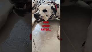 Smokey Vs. A Rawhide Alternative  #dalmatiandog #dalmatian #dalmatians   #dog #smokey #doglover #pet