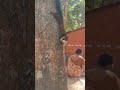 JaiHanuman Jai Sree Ram Big Squirrels At Japali 