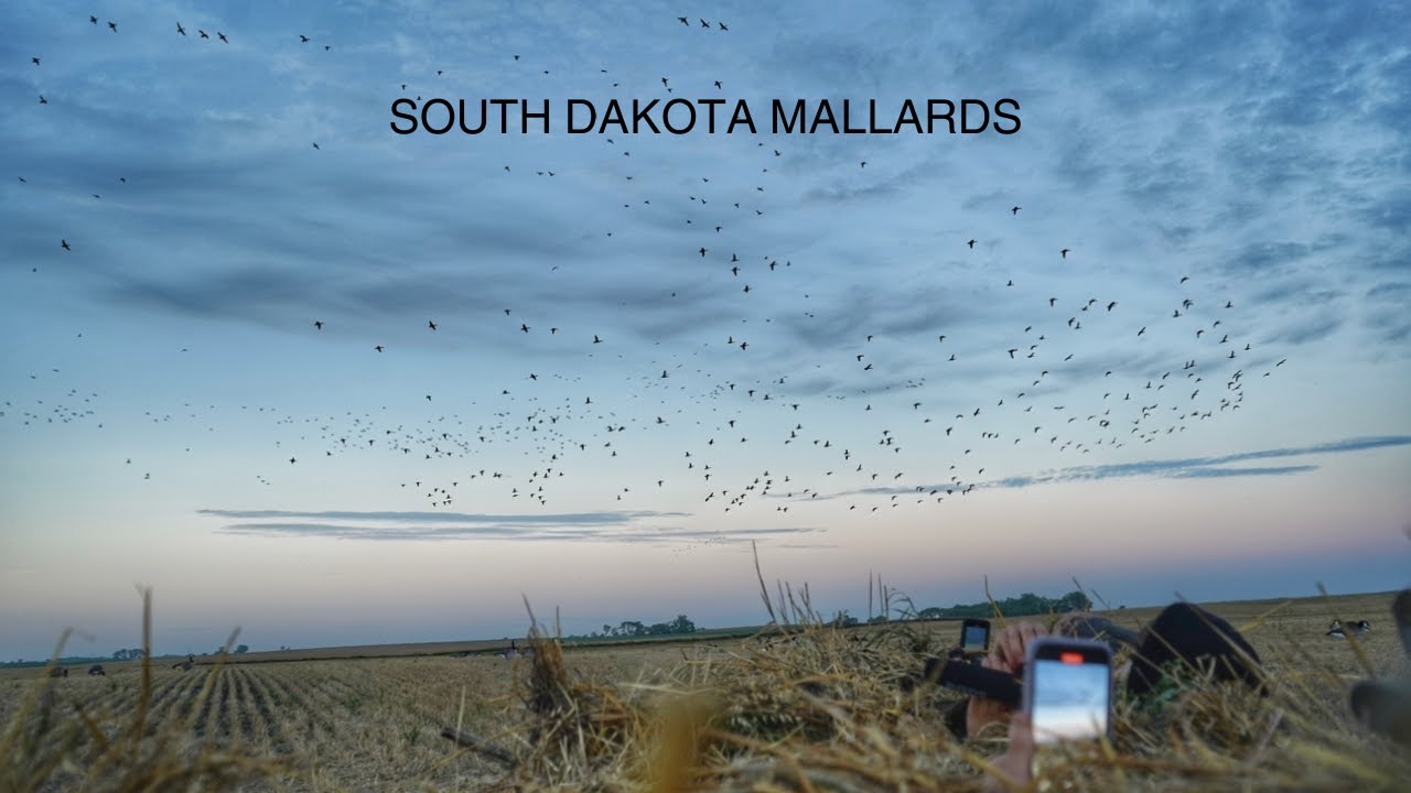 SOUTH DAKOTA DUCK HUNTING! CORN FIELD MALLARDS WITH BRAD! YouTube