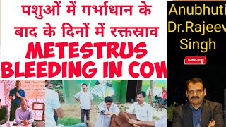 Metestrous bleeding in Cows: पशुओं में गर्भाधान के बाद के दो तीन दिनों में खून आना