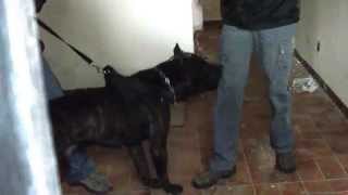 KICHE K9 TRAINING: Hammer. Muzzle work.