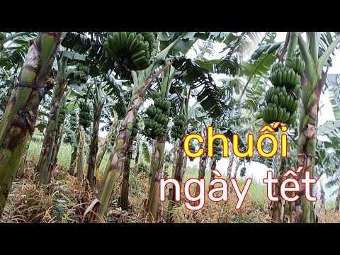 Video Vườn chuối buồng to và đẹp chuẩn bị bán vào dịp tết ||... - youtube