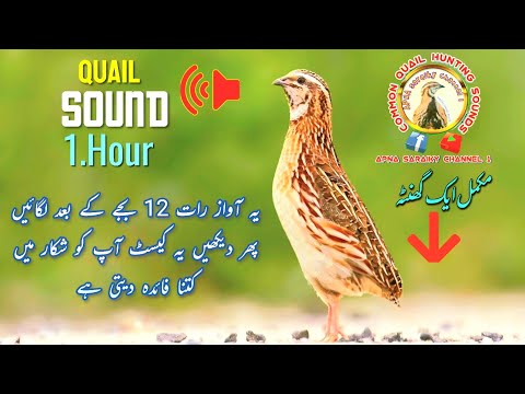 Sound Of Quail 1 Hour Beautiful Batair Ki Awaz Bater Awaz Rat 