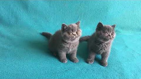 Watch the video about Blue exotic shorthair kittens