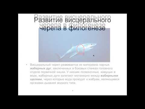 Развитие  и строение черепа