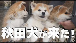 A cute Akitainu girl came to a childless couple in their 20s