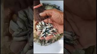 fishing fishshop fishfood fish rahufish fishfeed money goldcarp fishnutrition fishingtips