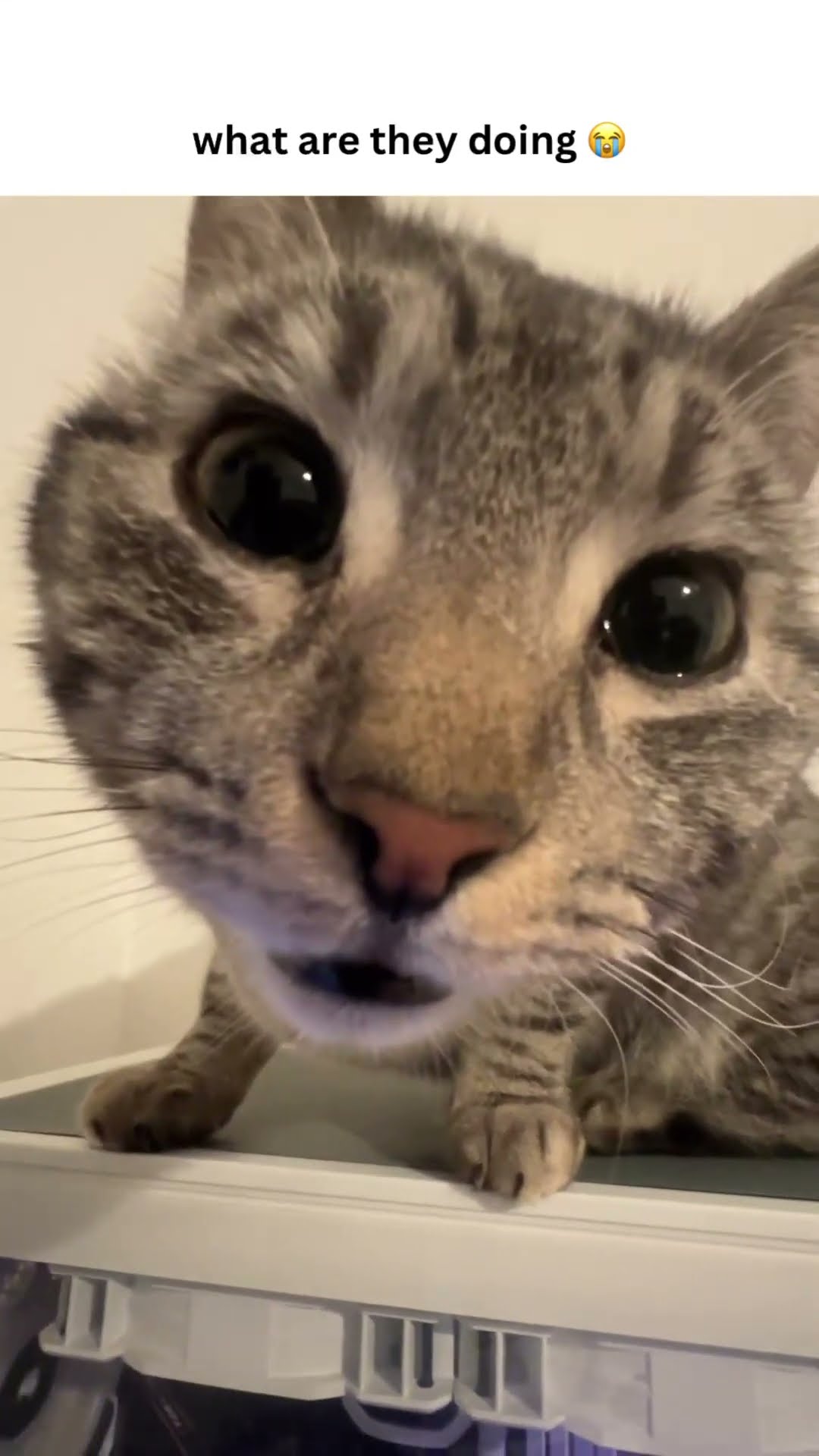 Kittyo like type show luv to my enemy im frozen