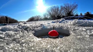 видео: Караси пузаны на хапуги, ловим и тут же их жарим! картинка: Караси пузаны на хапуги, ловим и тут же их жарим!