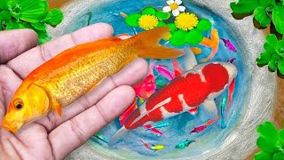 Wow !! Serok ikan hias warnawarni, ikan koi hias, ikan mas koki, ikan komet, ikan gurami, kura kura