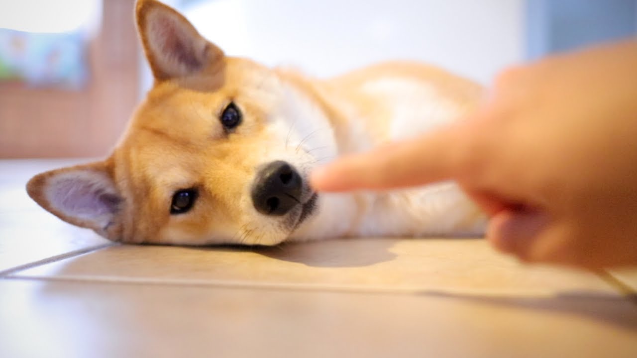 Boop Boop