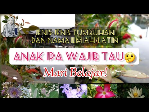 Video: Periwinkle (49 Gambar): Apakah Tumbuhan Ini? Penanaman Dan Perawatan Di Ladang Terbuka, Tumbuh Di Ural, Keterangan Jenis Dan Spesies Dengan Nama