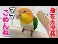 間違ってママを噛んで怪我させちゃったインコの反応がこちらです‥w【シロハラインコ】
