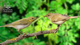 Download Lagu Bird Sounds | Relaxing Nature Sounds - Sounds for Sleep - A Perfect Ambience for Deep Relaxation MP3