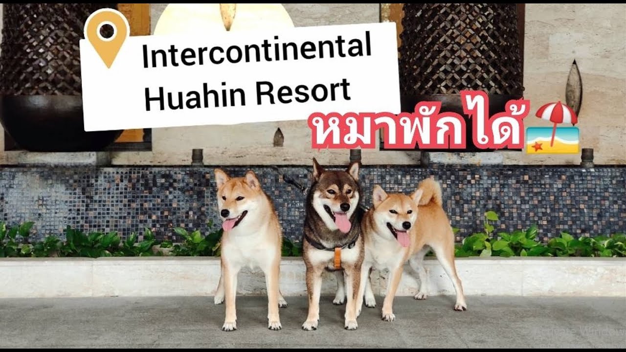 ที่พักสุดปัง สุนัขก็พักได้ : Intercontinental Huahin Resort - YouTube