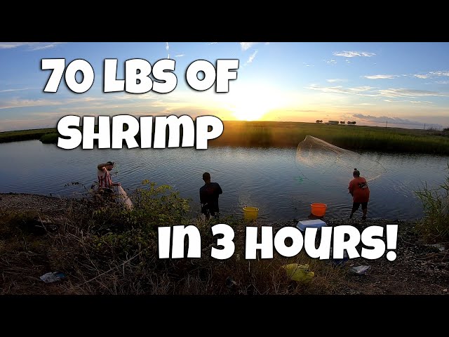 Louisiana Shrimping: Catching Shrimp with the BOYS! class=