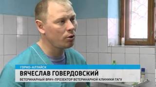 В столице РА зарегистрирован собачий парагрипп В столице РА зарегистрирован собачий парагрипп