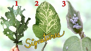 WHAT IS EATING MY PLANTS?  | Common Garden Pest Control using Leaf Signatures
