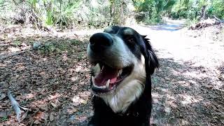 Peaceful Hike with Otto through Doris Leeper {EP. #063} by Mellow&Co 91 views 1 year ago 4 minutes, 27 seconds