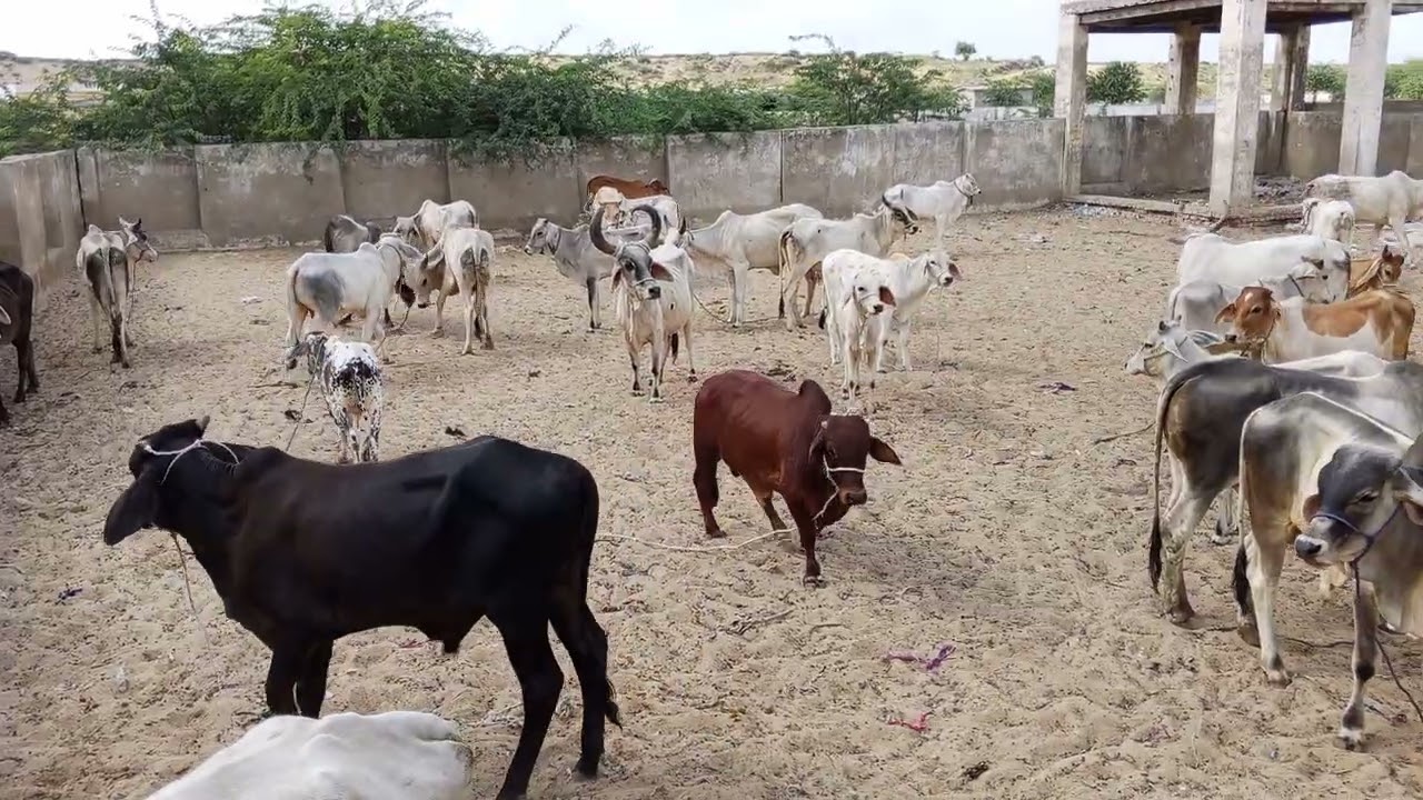 Beautiful animal Pakistani gay 