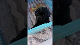 Fantasticna ... FANTASTICNA! Toy Poodlica💕 tiko je snesna #odgajivacnica_lvc #lvc #kennel_lvc